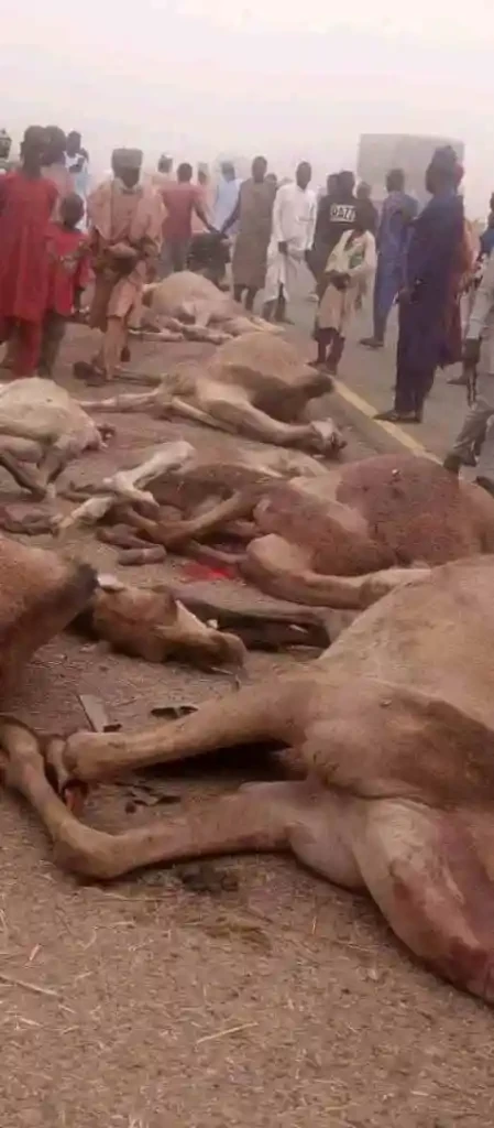 Two persons, 18 camels killed in fatal accident in Bauchi 